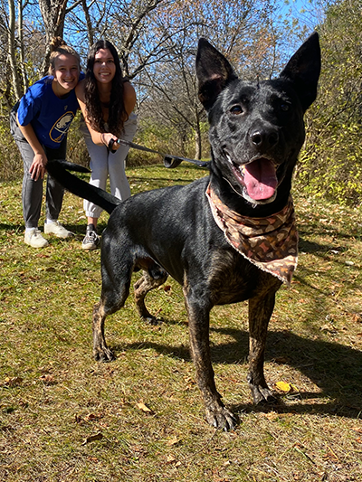 Pictured_SPCA dog